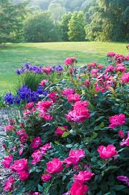 Pin On Rose Garden Ideas
