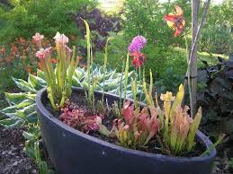 You will keep this pot empty and fill the container around the pot with soil. Cpuk3 Jpg Members Gallery Carnivorous Plants Uk
