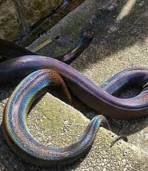 Image Shared By Oneinfinity Find Images And Videos About Beauty Animal And Colorful On We Heart It The App To Get Lost In Cute Snake Pet Snake Snake Lovers
