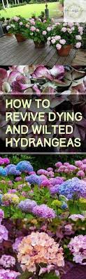 Tips For How To Revive Wilted Hydrangeas Bless My Weeds Hydrangea Garden Garden Care Hydrangea Care