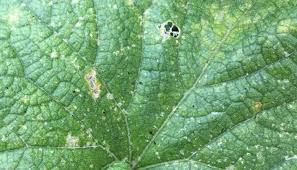 キュウリの葉が穴だらけに ウリハムシの被害と対策 Lovegreen ラブグリーン