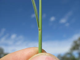 Image result for Enteropogon