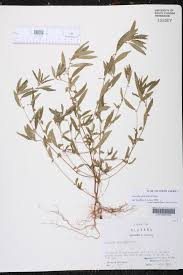 Image result for Acalypha glabrata