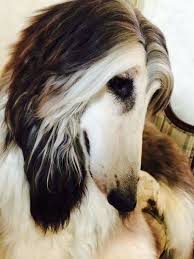 Beautiful Domino Afghan Hound Pure Breed Dogs Really Big Dogs