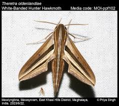 Image result for Hunteria myriantha