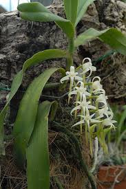 Image result for Cyrtorchis neglecta