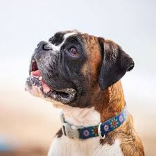 Image result for what do Cheyletiella look like in dog fur