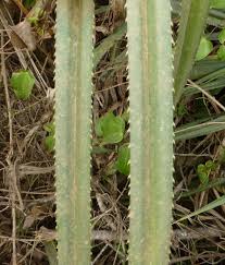 Image result for Pandanus candelabrum