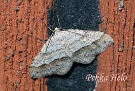 Image result for Mesotype parallelolineata