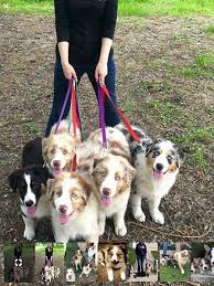 Pin By Ibrahim Karagoz On Bob S Mostly Red Auzzies Australian Puppies Aussie Dogs Cute Cats And Dogs