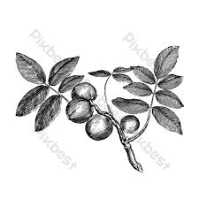 Check spelling or type a new query. Black Pencil Drawing Fruit Tree Free Drawing Png Images Psd Free Download Pikbest