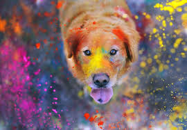 Animal wallpapers in ultra hd or 4k. Colorful Dog Cute Animal Wallpaper 1440x995 981150 Wallpaperup