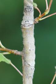 Image result for Pygaera timon