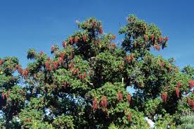 Image result for Hagenia abyssinica