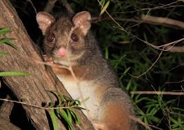 Opossums eat the fruit off my trees. Dealing With Possums In The Garden Love Of Dirt Urban Gardening