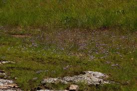 Image result for Afrosolen setifolius