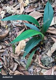 Image result for Curculigo latifolia