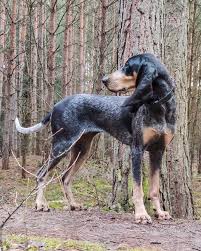 Image result for jurský honič