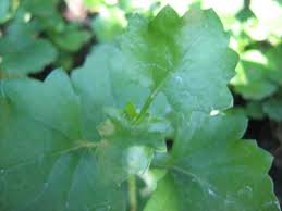 Image result for Senecio deltoideus