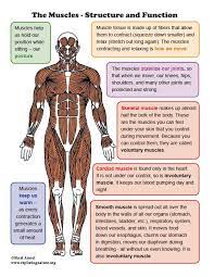 Muscles Structure And Function Mini Poster Body Anatomy Human Body Anatomy Structure And Function