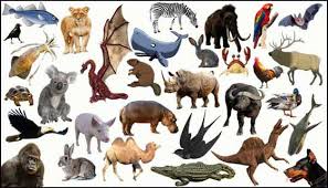التعبير عن التناقض والتعارض باللغة الفرنسية. Ø¬Ù…ÙŠØ¹ Ø§Ø³Ù…Ø§Ø¡ Ø§Ù„Ø­ÙŠÙˆÙ†Ø§Øª Ø¨Ø§Ù„ÙØ±Ù†Ø³ÙŠØ© Ù…Ø¹ Ø§Ù„ØµÙˆØ± Les Animaux