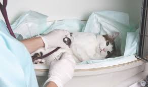 It can indicate an underlying heart problem, or treating a heart murmur in dogs. Mvc 2018 Advances In Feline Heart Disease Diagnosis Dvm 360