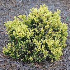 New growth on taxus cuspidata 'nana aurescens' bursts on the scene like a splash of brilliant goldenrod. Golden Japanese Yew Nana Aurescens Taxus Cuspidata My Garden Life