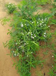 Image result for Clerodendrum ternatum