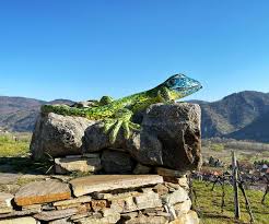 No booking fees · free cancellation · secure booking Wandern Am Panoramaweg Rossatz Wachau Inside