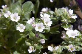Maybe you would like to learn more about one of these? Gypsophila Baby S Breath A To Z Flowers