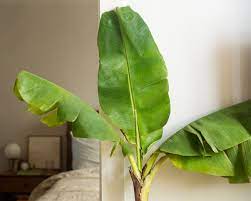 How to care for red banana plant. Banana Tree Plant Care Growing Guide