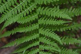 Image result for Athyrium