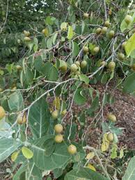 Image result for Cleistanthus