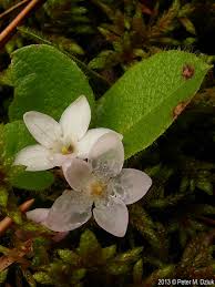 Image result for Aeollanthus repens