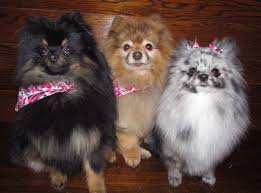 Our Black And Tan Chocolate Sable And Blue Merle Poms Pom Dog Cute Animals Black Pomeranian