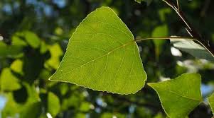 Tree name — yellow poplar scientific name/species — liriodendron tulipifera family — magnoliaceae lifespan — can live up to 500 years or more when planted in optimal conditions. Poplar Trees Types Bark Leaves Identification With Pictures