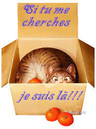 Humour chat