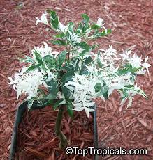 Image result for Wrightia