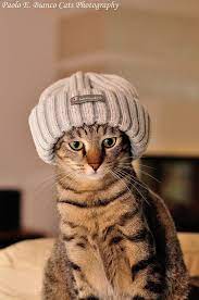 19 Adorable Pictures Of Cats In Hats Cat Photography Cats With Hats Beautiful Cats