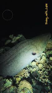 Image result for Aneilema chrysopogon