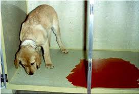 Rezultate imazhesh pÃ«r leptospiroza