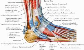 Maybe you would like to learn more about one of these? Lateral View Of Foot Anatomy