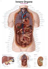 Image result for internal organs