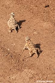 Horned Lizard Makes Comeback Tpw Magazine December 2018