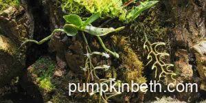 Image result for Angraecum sacciferum