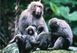 Image result for monkey fun
