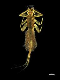 Image result for Behniaceae