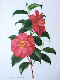 Pin On Botanical Prints