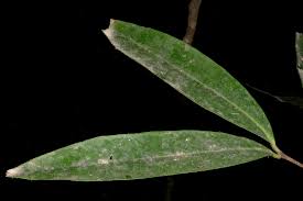 Image result for Secamone punctulata