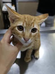 Dear clients of the ovah. A Loving Peng Aun Veterinary Clinic N Vanessa Grooming Facebook